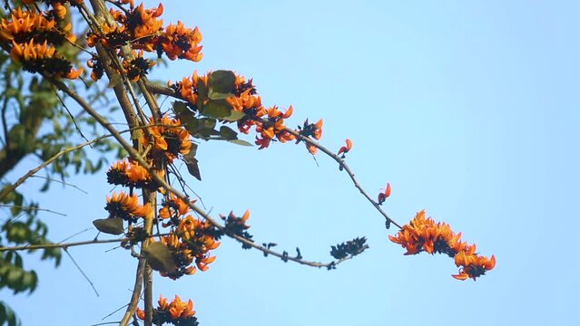 The red-orange Palash flowers have blossomed in the Palash tree. Orange flowers tree view in on midday against the sun. 4k video.