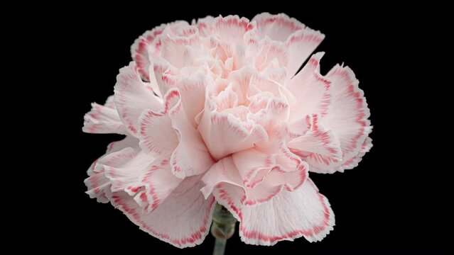 4K Time Lapse of white carnation flower changing into colors of red. Timelapse color Carnation flower with food coloring, isolated on black background.