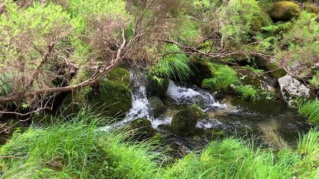 A stream with clear thorny water in the jungle. High quality photo