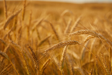 Wheat field. Ears of golden wheat.
