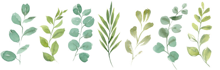 Clipart eucalyptus and green leaves.