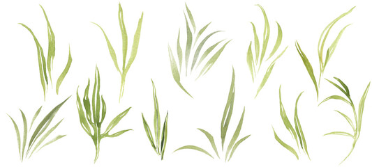Greenery wild herbs and leaves. Watercolor clipart.