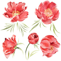 Clipart red peonies. Wildflowers botanical illustrathion.