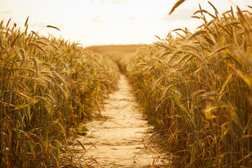 Wheat field. Ears of golden wheat.