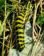 Emperor moth Caterpillar (Larvae) - Saturnia pavonia, walking in the meadow of Jizera Mountains