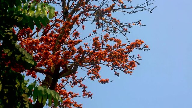 The red-orange Palash flowers have blossomed in the Palash tree. Orange flowers tree view in on midday against the sun. 4k video.