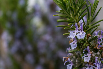 Purple rosemary herb blossoming in the garden, rosmarinus officinalis, with space for text