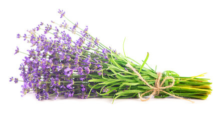 Fresh Lavender flowers on a white background