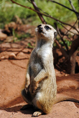 Fototapeta premium Achtung