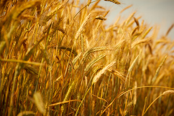 Wheat field. Ears of golden wheat.