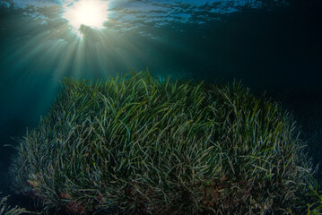 Fototapeta na wymiar Endemic plant of the Mediterranean Sea Posidonia oceanica with rays of sun in the background