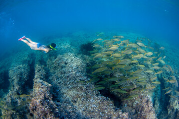Obraz premium Girl diving among a big school of mediterranean fishes (Sarpa salpa)