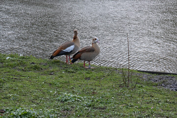 Nile  geese