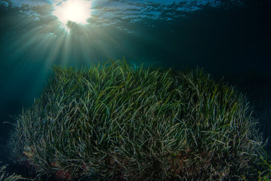 Endemic plant of the Mediterranean Sea Posidonia oceanica with rays of sun in the background
