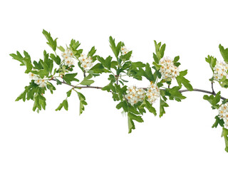 Hawthorn branch with white flowers isolated, Crataegus Monogyna © emilio100