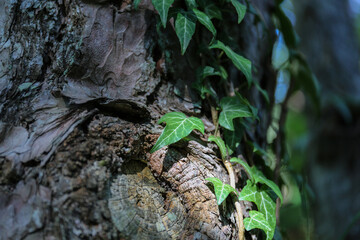 Beautiful ivy climbing on a tree.