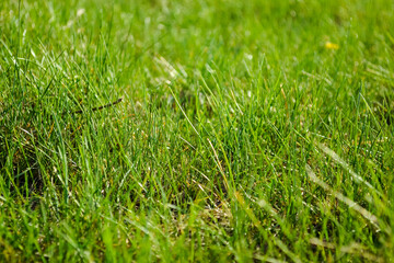 Bright and juicy green grass on the lawn close-up