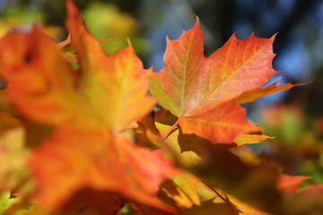 Colorful maple leaves in the autumn.