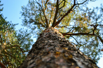 The texture of the trunk of a tall pine against the background of the crown and branches in bokeh....
