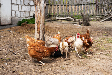Chickens in the poultry yard in the village eat grain.