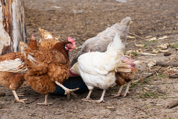 Hens in the yard eat grain.