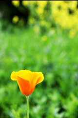 Gelbe Blume mit unscharfem Hintergrund