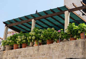 hydrangeas in a pot on a balcony in croatia