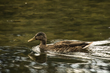 duck on the water