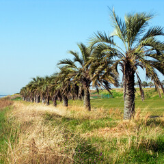 Fototapeta premium 椰子の木