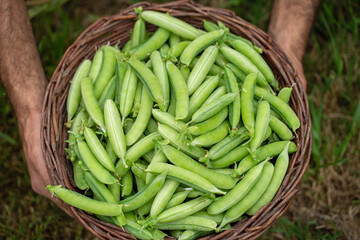 person holding a basket of peas. Sustainable agriculture concept that goes from the farm to the table