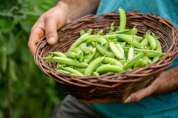 person holding a basket of peas. Sustainable agriculture concept that goes from the farm to the table