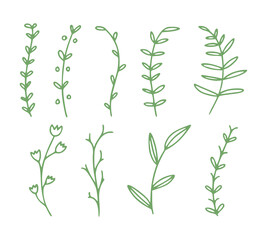 little greem leaves and flowers