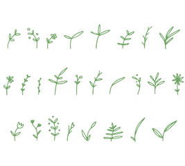 little greem leaves and flowers