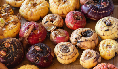 Lots of round red and yellow bulbs, flower seedlings of gladioli
