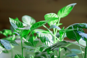 pepper grown from seeds in boxes at home on the windowsill. Unusual appearance of seedlings in sunlight