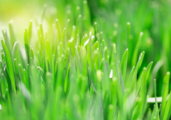 Fototapeta na wymiar Perfect green background, natural background of green grass in the light of the sun