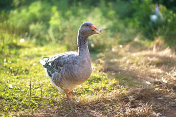 Three geese grazing on the grass. Geese in the grass, domestic bird, flock of geese