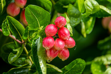 Cluster of bengal currants or Christ's Thorn, sweet and sour tropical fruit on tree