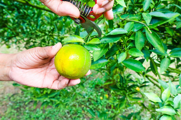  Gardener hand picking an orange with scissor in orange farm.
