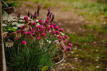 Fototapeta na wymiar Donica z kwiatami