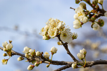 Floral background with white flowers and green leaves. Plum blossoms in the spring garden. Wild plums tree blossom blooming. Macro, close-up.Selective focus