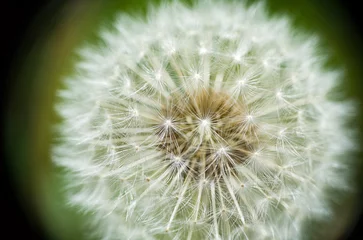 Rolgordijnen dandelion head © Phil