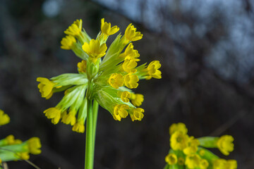 Primula veris is a herbaceous perennial flowering plant in the primrose family Primulaceae. The species is native throughout most of temperate Europe