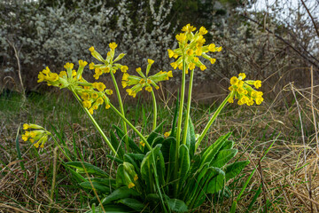 Primula veris is a herbaceous perennial flowering plant in the primrose family Primulaceae. The species is native throughout most of temperate Europe