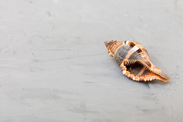 Beach seashells on colored background. Mock up with copy space