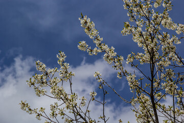 Prunus Cerasifera Blooming white plum tree. White flowers of Prunus Cerasifera