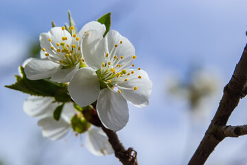 Blooming cherry tree in the spring garden. Close up of white flowers on a tree. Spring background
