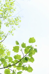 ユリノキの新緑