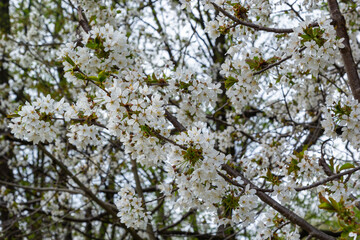 Selective focus of beautiful branches of white Cherry blossoms on the tree under blue sky, Beautiful Sakura flowers during spring season in the park, Floral pattern texture, Nature background