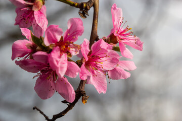 Peach branches densely covered with pink flowers - abundant flowering of the fruit tree